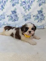 Flower , a female Shih Tzu for sale in Bristol, IN – 4 of 5