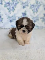 Felicity , a female Shih Tzu for sale in Bristol, IN – 3 of 6