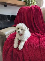 Bunny, a male Pomapoo for sale in Bristol, IN – 2 of 7