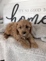 Prince, a male Cavapoo for sale in Bristol, IN – 4 of 6