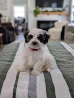 Cooper, a male Havapoo for sale in Bristol, IN – Photo 5 of 7