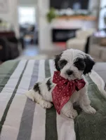 Cooper, a male Havapoo for sale in Bristol, IN – Photo 6 of 7