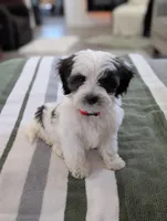 Cooper, a male Havapoo for sale in Bristol, IN – Photo 3 of 7