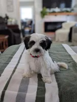 Cooper, a male Havapoo for sale in Bristol, IN – Photo 7 of 7