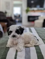 Cooper, a male Havapoo for sale in Bristol, IN – Photo 4 of 7