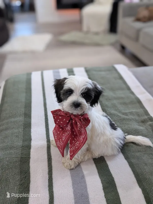 Cooper – Havapoo puppy for sale in Bristol, IN