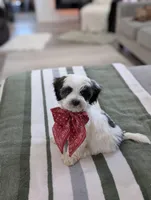 Cooper, a male Havapoo for sale in Bristol, IN – Photo 1 of 7