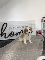 Phillip , a male Cavapoo for sale in Bristol, IN – 4 of 6