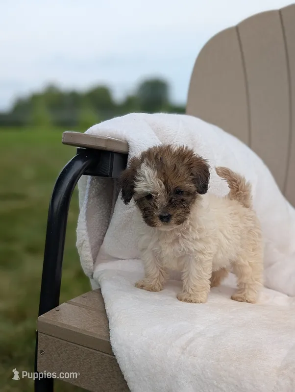 Fern – Havapoo puppy for sale in Bristol, IN