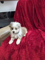 Blane, a male Pomapoo for sale in Bristol, IN – 4 of 6