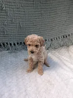 Heidi , a female Miniature Goldendoodle for sale in Bristol, IN – 3 of 8