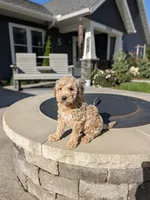 Hope, a female Miniature Goldendoodle for sale in Bristol, IN – 2 of 7