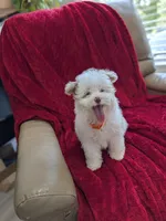 Barker, a male Pomapoo for sale in Bristol, IN – 2 of 8