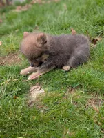 Dallas , a male Pomeranian for sale in Bristol, IN – Photo 4 of 5