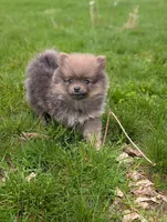 Dallas , a male Pomeranian for sale in Bristol, IN – Photo 5 of 5