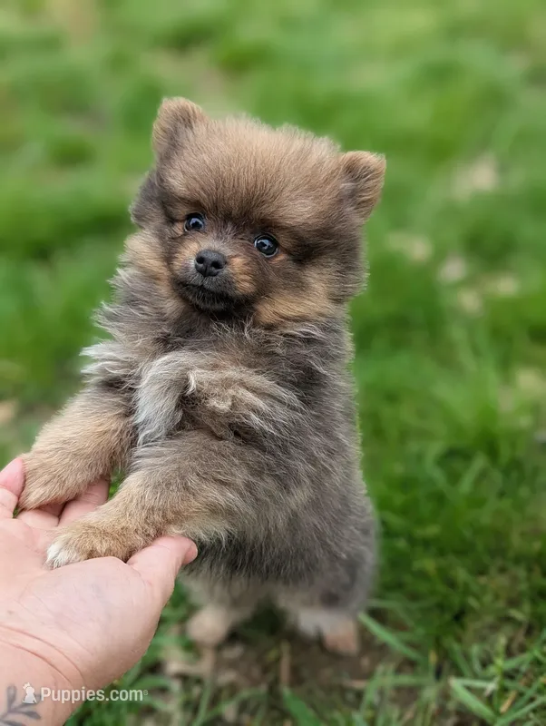 Dallas  – Pomeranian puppy for sale in Bristol, IN
