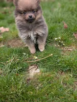 Dallas , a male Pomeranian for sale in Bristol, IN – Photo 2 of 5