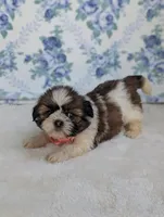 Felicity , a female Shih Tzu for sale in Bristol, IN – 2 of 6