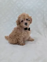 Apollo, a male Poodle - Toy  for sale in Bristol, IN – Photo 1 of 6