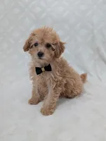Apollo, a male Poodle - Toy  for sale in Bristol, IN – Photo 3 of 6
