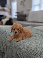Apollo, a male Poodle - Toy  for sale in Bristol, IN – Photo 5 of 6