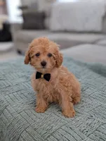 Apollo, a male Poodle - Toy  for sale in Bristol, IN – Photo 6 of 6