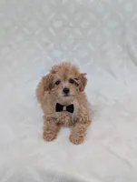 Apollo, a male Poodle - Toy  for sale in Bristol, IN – Photo 4 of 6