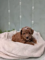 Parker, a male Poodle - Toy  for sale in Bristol, IN – 2 of 5