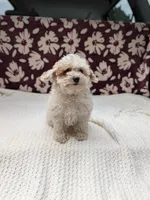 Julie , a female Shihpoo for sale in Bristol, IN – 1 of 10