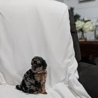 Isabella , a female Poodle - Miniature  and Miniature Goldendoodle for sale in Bristol, IN – Photo 4 of 8
