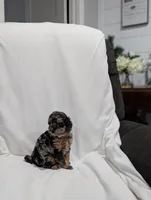 Isabella , a female Poodle - Miniature  and Miniature Goldendoodle for sale in Bristol, IN – Photo 4 of 8