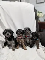 Isabella , a female Poodle - Miniature  and Miniature Goldendoodle for sale in Bristol, IN – Photo 7 of 8