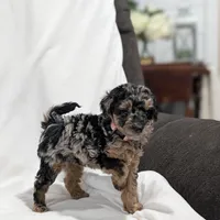 Isabella , a female Poodle - Miniature  and Miniature Goldendoodle for sale in Bristol, IN – Photo 1 of 8