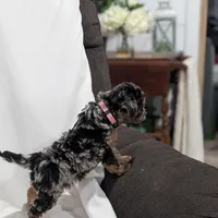 Isabella , a female Poodle - Miniature  and Miniature Goldendoodle for sale in Bristol, IN – Photo 5 of 8