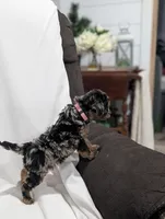 Isabella , a female Poodle - Miniature  and Miniature Goldendoodle for sale in Bristol, IN – Photo 5 of 8