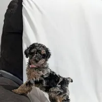 Isabella , a female Poodle - Miniature  and Miniature Goldendoodle for sale in Bristol, IN – Photo 3 of 8