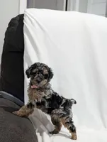 Isabella , a female Poodle - Miniature  and Miniature Goldendoodle for sale in Bristol, IN – Photo 3 of 8