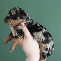 Isabella , a female Poodle - Miniature  and Miniature Goldendoodle for sale in Bristol, IN – Photo 6 of 8