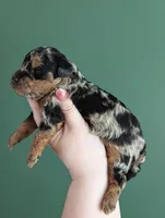 Isabella , a female Poodle - Miniature  and Miniature Goldendoodle for sale in Bristol, IN – Photo 6 of 8