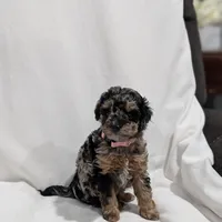 Isabella , a female Poodle - Miniature  and Miniature Goldendoodle for sale in Bristol, IN – Photo 2 of 8