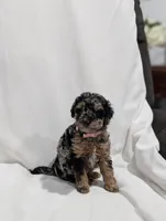 Isabella , a female Poodle - Miniature  and Miniature Goldendoodle for sale in Bristol, IN – Photo 2 of 8