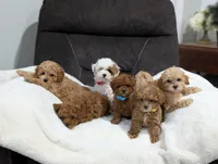 Jade, a male Shihpoo and Poodle - Toy  for sale in Bristol, IN – Photo 5 of 5