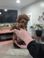 Jade, a male Shihpoo and Poodle - Toy  for sale in Bristol, IN – Photo 4 of 5