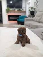 Jade, a male Shihpoo and Poodle - Toy  for sale in Bristol, IN – Photo 3 of 5