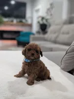 Jade, a male Shihpoo and Poodle - Toy  for sale in Bristol, IN – Photo 2 of 5