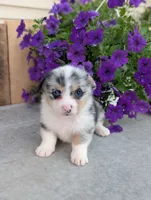 MilkyWay , a male Pembroke Welsh Corgi for sale in Bristol, IN – 3 of 6