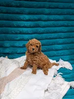 Vinny, a male Poodle - Toy  for sale in Bristol, IN – 3 of 6