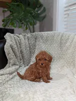 Jade, a female Poodle - Toy  for sale in Bristol, IN – 5 of 5
