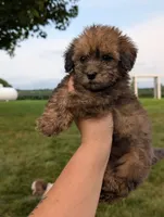 Faith, a female Havapoo for sale in Bristol, IN – 4 of 5