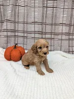 Rose, a male Miniature Goldendoodle for sale in Bristol, IN – 4 of 6